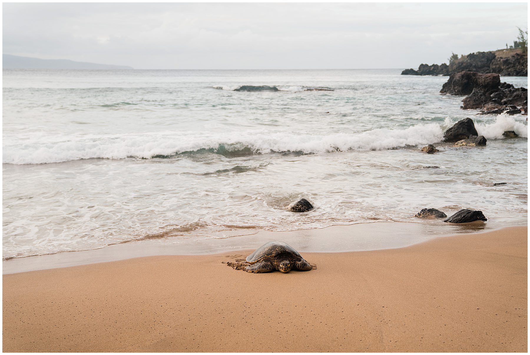 sea turtle at slaughterhouse beach