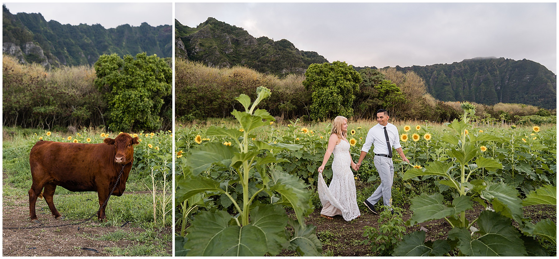 Waimanalo country farms wedding